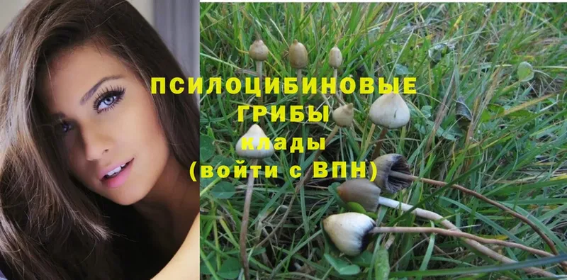 KRAKEN ссылка  Туринск  Галлюциногенные грибы Psilocybe 